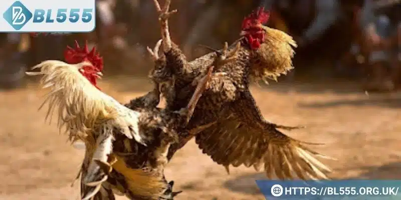 Kinh nghiệm chơi đá gà dành cho bạn
